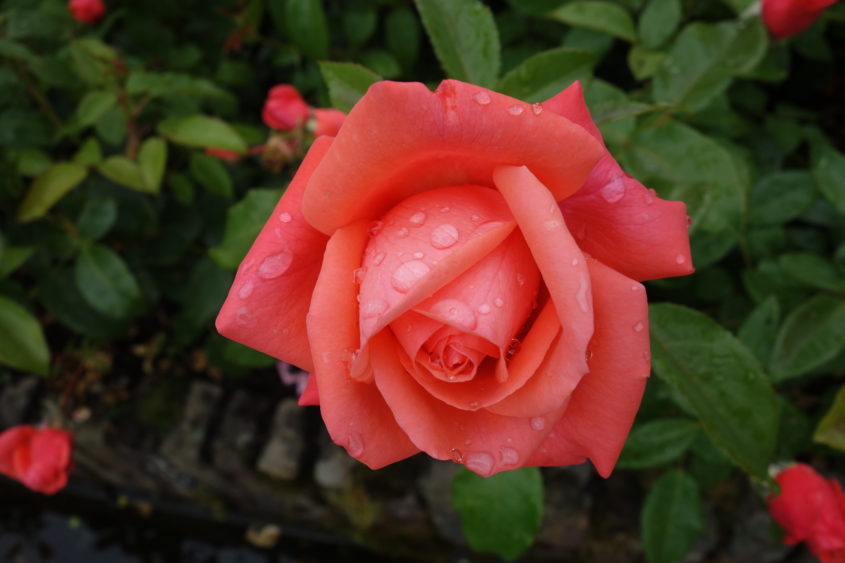 rote Rose